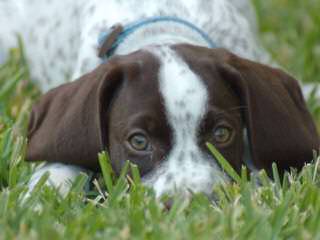 German Shorthair Pointer Puppies - Dog and Puppy Pictures