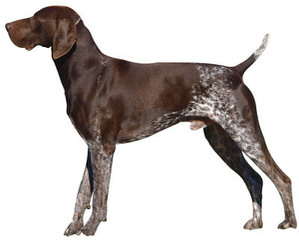 German Shorthair Pointer - Dog Breeders