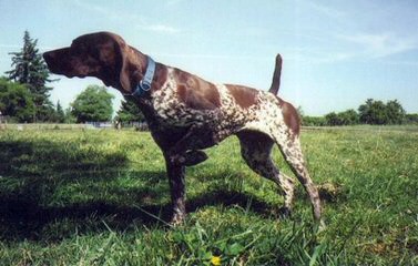 Gsp Pup, 10 Wk Old Male - Dog Breeders