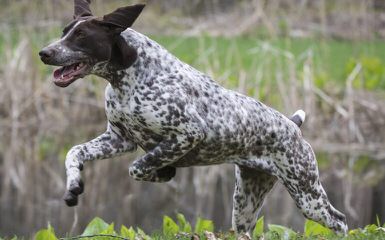 Gunrunner’s Registered Gsp Puppies - Dog Breeders