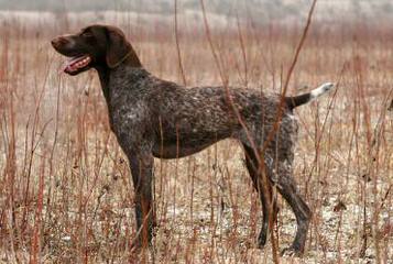 German Wirehaired Pointers - Dog Breeders