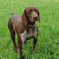 German Shorthaired Pontiers Top Akc Bloodlines - Dog Breeders