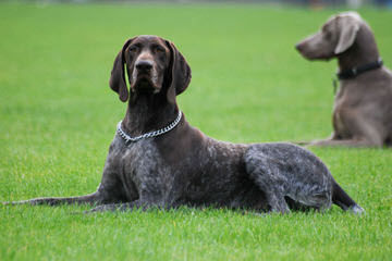 Dual Quality Gsp Puppies - Dog Breeders