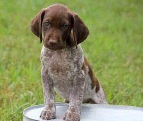 Gsp Pup, 10 Wk Old Male - Dog Breeders