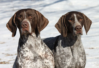 Gsp Pup, 10 Wk Old Male - Dog Breeders