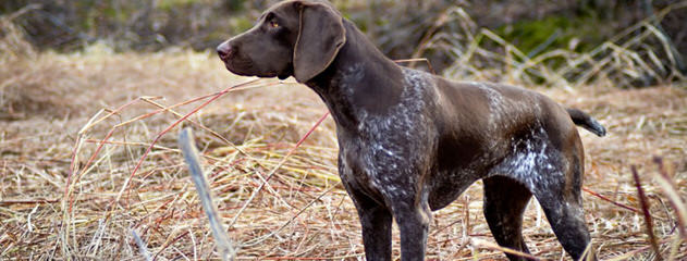 Akc German Shorthair Pointers - Dog Breeders