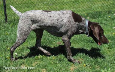 Gunrunner’s Registered Gsp Puppies - Dog Breeders