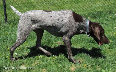 Hunting Dog Trainer - Dog Breeders