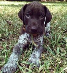 Gsp Litter- Only Three Left! - Dog and Puppy Pictures