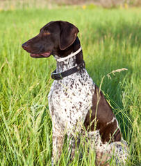 German Shorthair Pups! - Dog Breeders