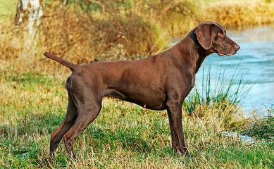 Dual Quality Gsp Puppies - Dog Breeders