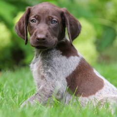 Panhandle Pointers - Dog Breeders