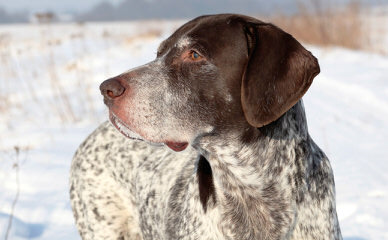 Beautiful German Shorthair - Dog Breeders