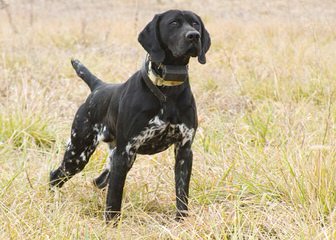 Beautiful German Shorthair - Dog Breeders