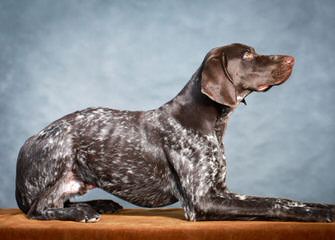 Hunting Dog Trainer.Net - Dog Breeders