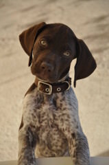 German Shorthair Pointer Puppies - Dog and Puppy Pictures