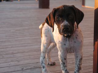 German Shorthaired Pontiers Top Akc Bloodlines - Dog and Puppy Pictures