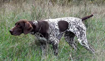 Akc German Shorthair Pointers - Dog Breeders