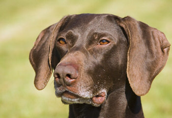 German Wirehaired Pointers - Dog Breeders