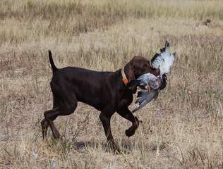 Beautiful German Shorthair - Dog Breeders