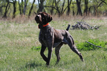 German Wirehaired Pointers - Dog and Puppy Pictures