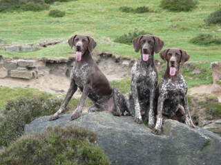 South Mountain German Shorthaired Pointers - Dog Breeders