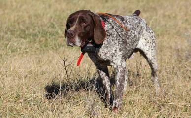 German Shorthaired Pointer Pups - Dog Breeders