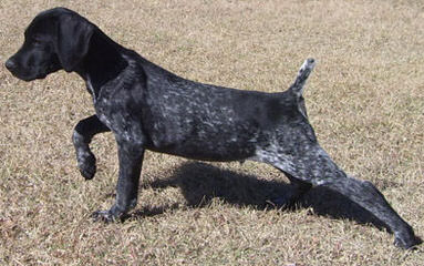 Gunrunner’s Registered Gsp Puppies - Dog Breeders