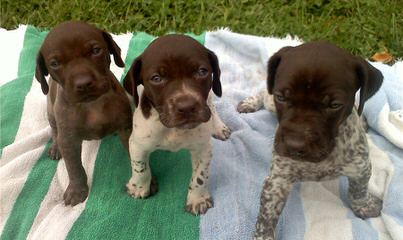 Akc Registered German Shorthair Pointer Puppies - Dog and Puppy Pictures