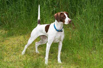 German Shorthaired Pointers - Dog Breeders