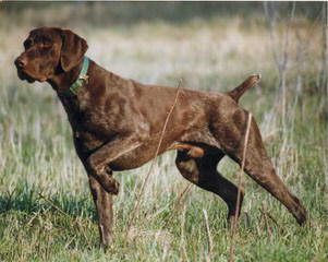 German Shorthaired Pointers - Dog and Puppy Pictures