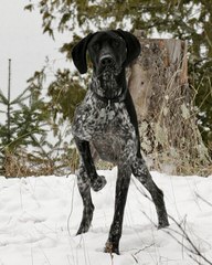 German Shorthaired Puppies - Dog and Puppy Pictures