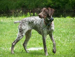 German Shorthaired Pontiers Top Akc Bloodlines - Dog and Puppy Pictures