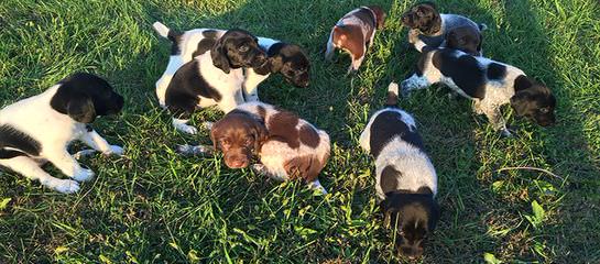 Dual Quality Gsp Puppies - Dog Breeders