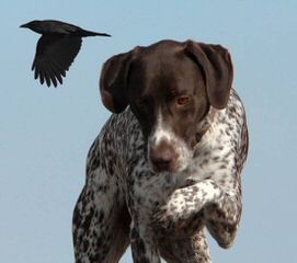 Akc German Shorthair Pointers - Dog Breeders