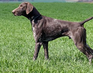 German Shorthair Pups – Hof Lineage - Dog Breeders