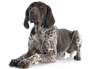 Beautiful German Shorthair - Dog and Puppy Pictures