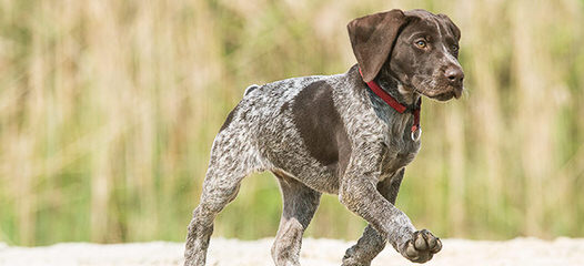 Akc German Shorthair Puppies - Dog and Puppy Pictures