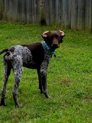 German Shorthaired Pointer Puppies - Dog and Puppy Pictures