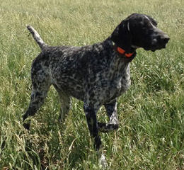 Akc German Shorthair Puppies - Dog Breeders