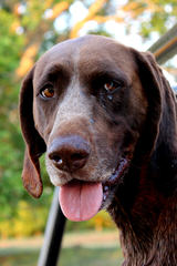 Dual Quality Gsp Puppies - Dog Breeders