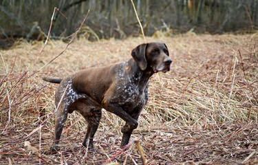 Breeding The Versatile German Shorthaired Pointer Since 1972 - Dog Breeders