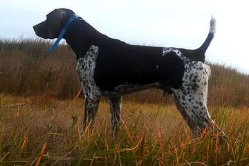 German Shorthair Pointer Puppies - Dog and Puppy Pictures