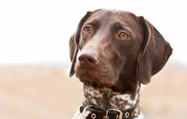 Beautiful German Shorthair - Dog and Puppy Pictures