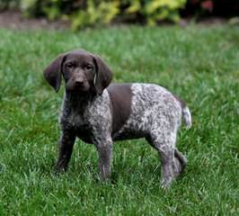 German Shorthaired Pointer Pups - Dog Breeders