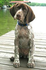 German Wirehaired Pointers - Dog and Puppy Pictures