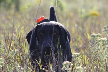 Shadow Hunting Preserv - Dog Breeders