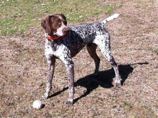 Dual Quality Gsp Puppies - Dog Breeders