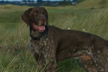 German Shorthaired Puppies - Dog Breeders