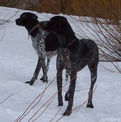 Hunting Dog Trainer - Dog Breeders